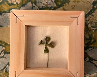 Framed Real 4 Leaf Clover