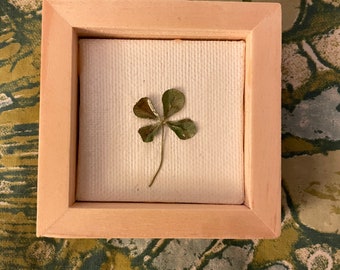 Framed Real 4 Leaf Clover