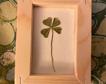 Framed Real 4 Leaf Clover