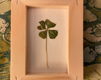 Framed Real 4 Leaf Clover