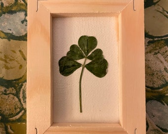 Framed Real 5 Five Leaf Clover