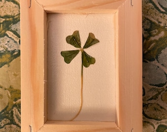 Framed Real 4 Leaf Clover