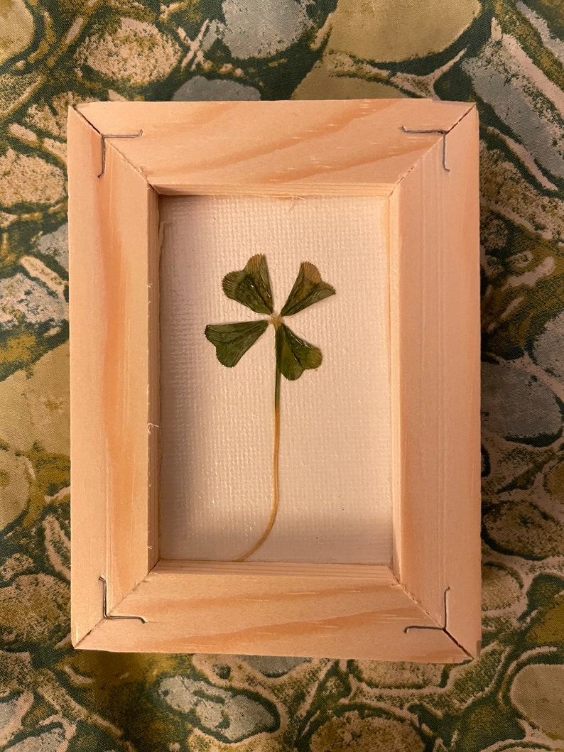 Framed Real 4 Leaf Clover image 1