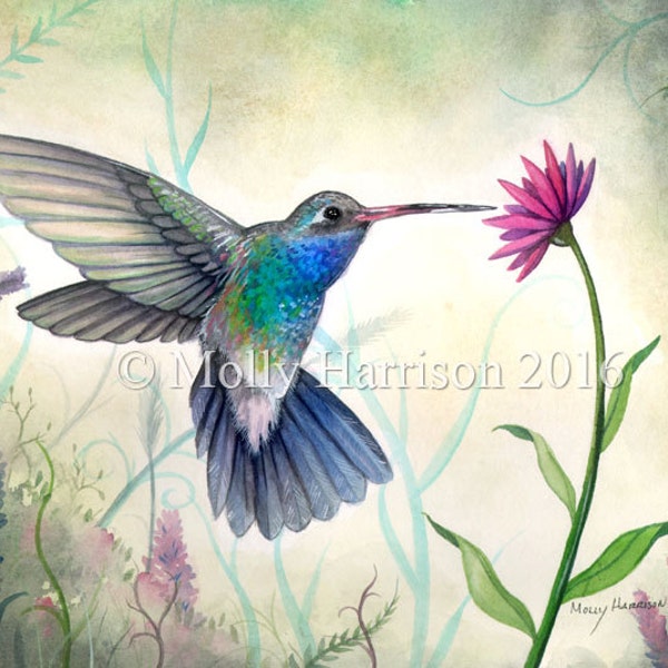 Hummingbird and Flower - Sweet Nectar - Wildlife Watercolor Fine Art Print - Molly Harrison - bird, birds hummingbirds