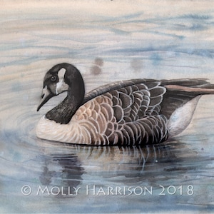 Canada Goose - Canadian Geese - Waterfowl  Bird Art Watercolor Artwork Illustration by Molly Harrison - Archival Print