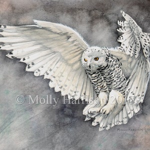 Owl Art Print - Snowy Owl Wildlife Watercolor Fine Art Print by Molly Harrison