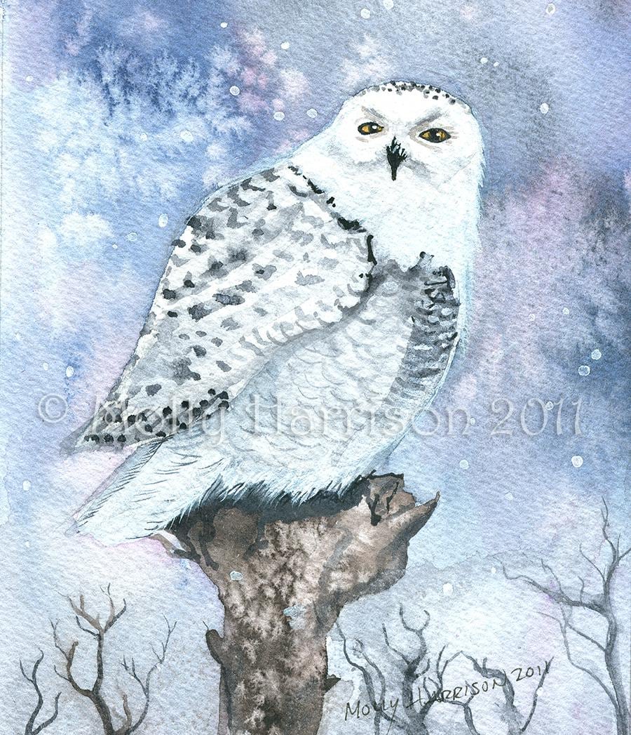 Snowy Owl -  Wildlife Watercolor Archival Print by Molly Harrison - Owls, Watercolor