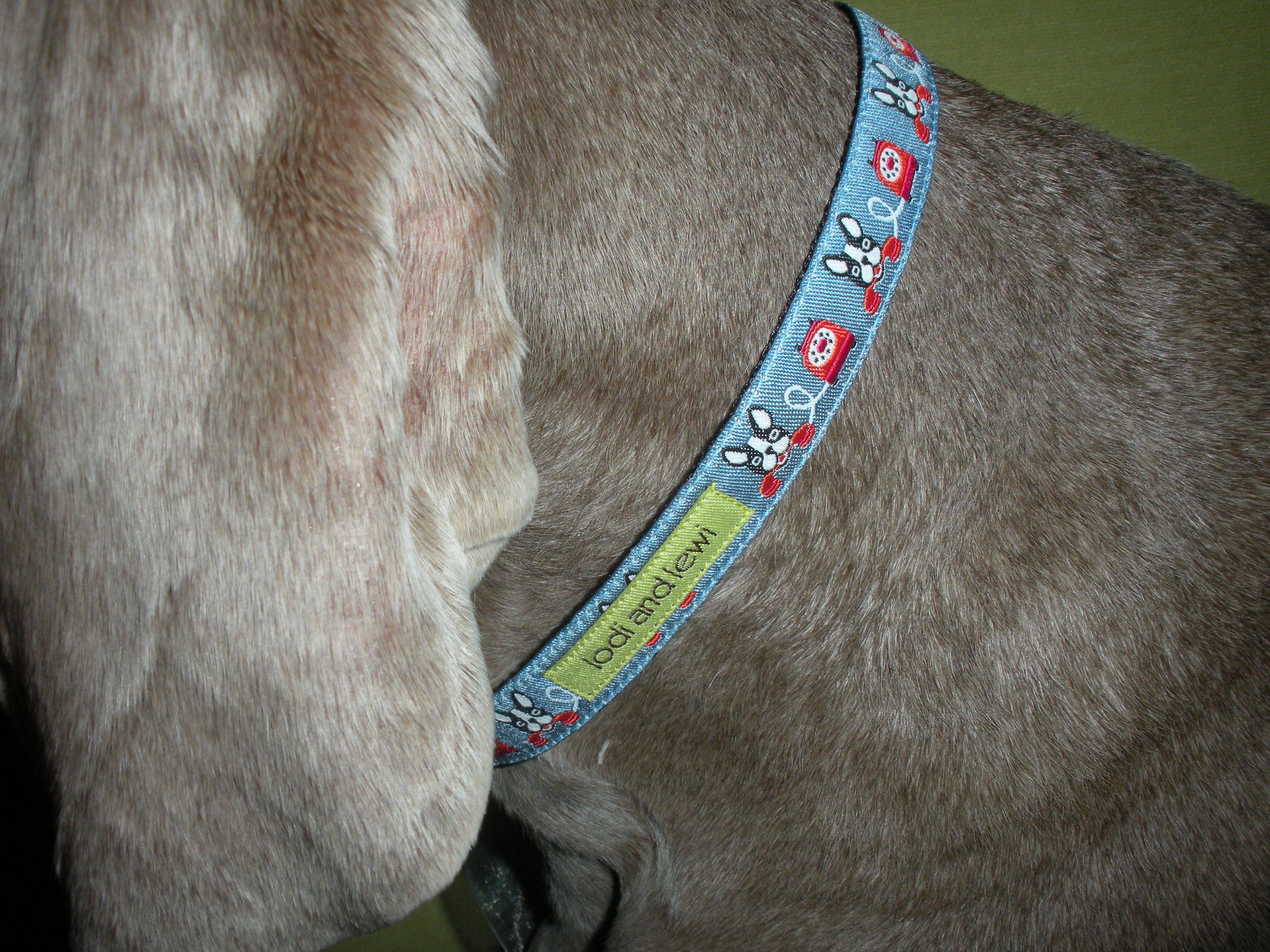 Dog Talk Collar or Leash Etsy