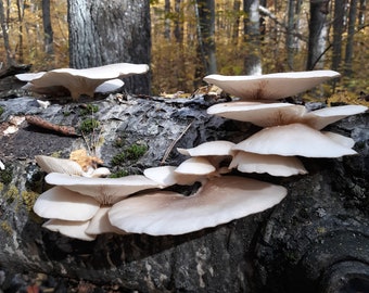 Wild Foraged Dried Oyster and Chanterelle Mix