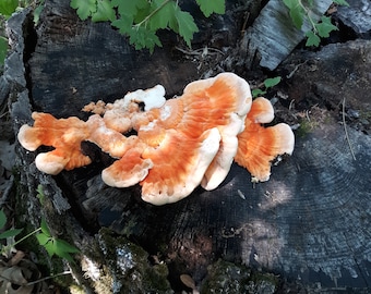 Chicken of the Woods Dehydrated Mushrooms