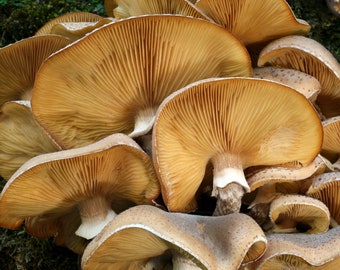 Armillaria Honey Dehydrated Organic Mushrooms