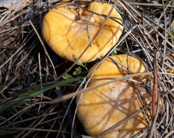 Wild Foraged Dried Chanterelle Strips & Petals