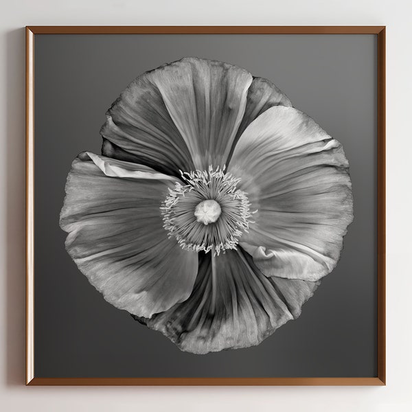 Icelandic Poppy Flower Original Fine Art Print, Signed - Poppy Art Print, Limited Edition Art, Signed Art Print, Flower Photography