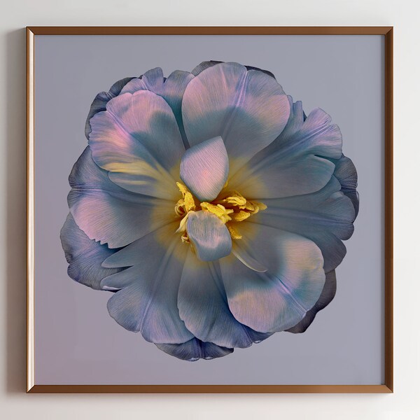 Tulip Flower Original Fine Art Print, Signed - Nature Photography, Botanical Print, Colorful Wall Art, Flower Art, Nature Wall Art