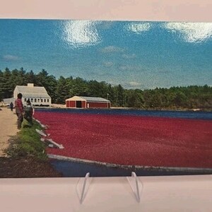 Vintage Postkarte Cranberry Ernte-Schnitzer, Massachusetts 93360-D