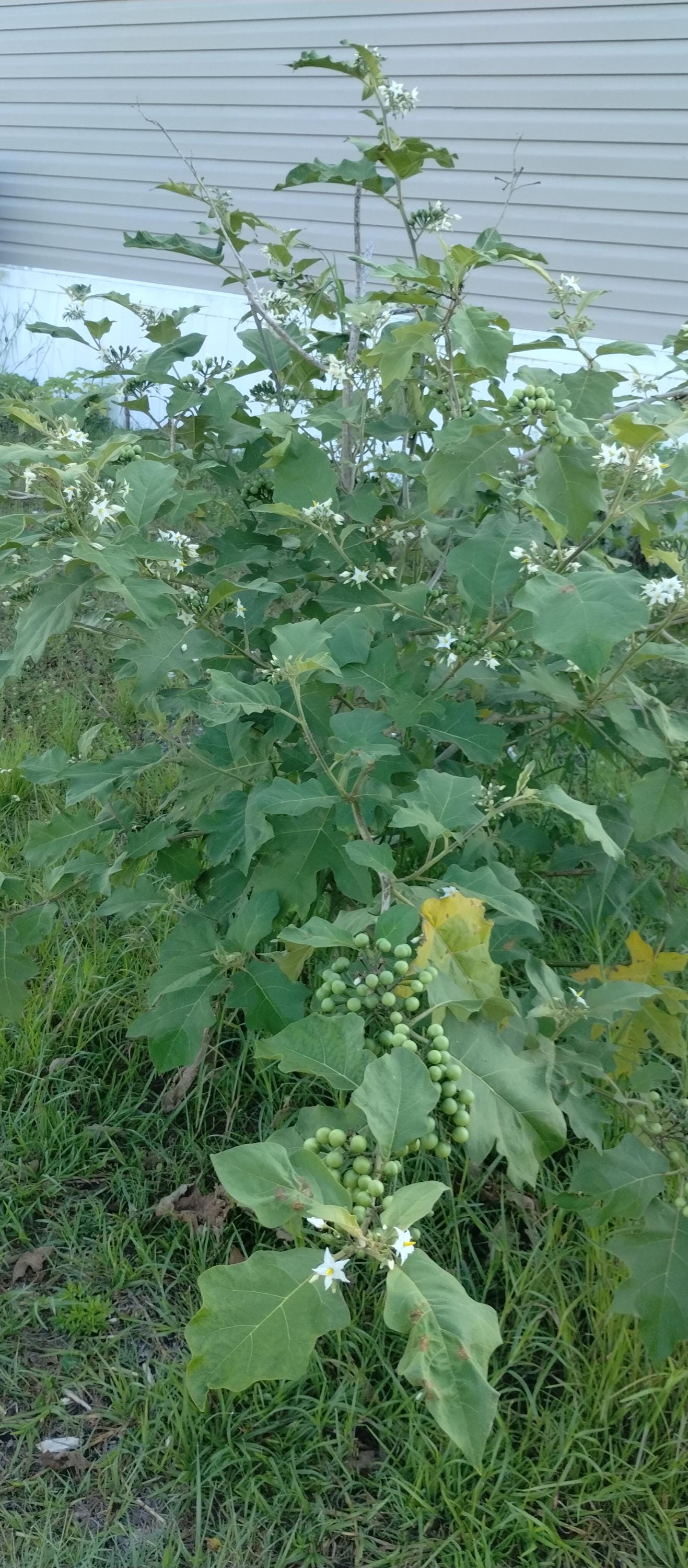 Turkey Berries