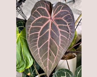 Piantine di Anthurium asso di picche x (zara x michelle).