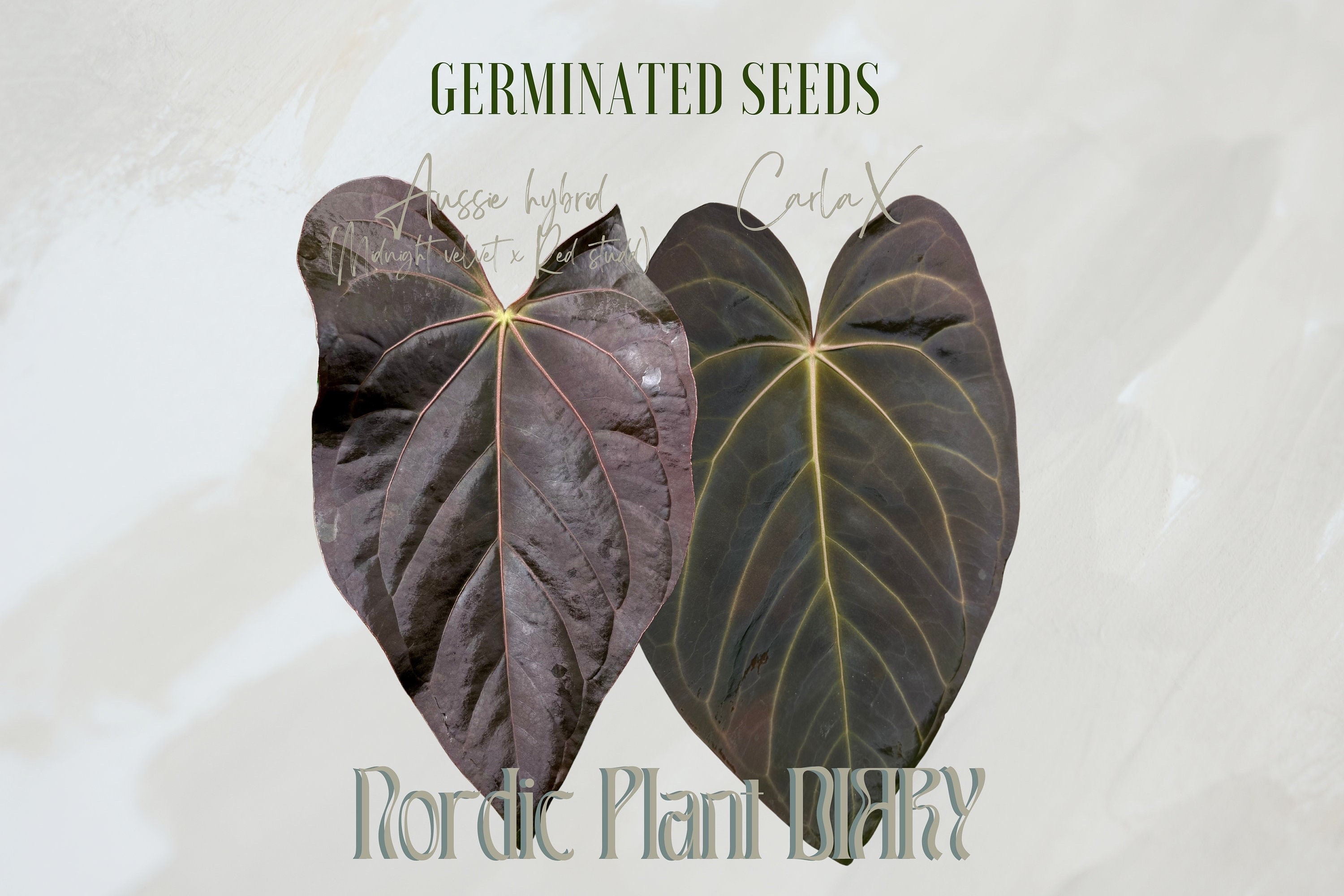 Selected Anthurium (midnight Velvet X 'red Studd') X (carlablackie X Open  Pollinated) Seedlings - Etsy Canada