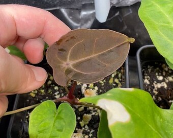 Máscara de terciopelo de Anthurium x plántulas besseae aff