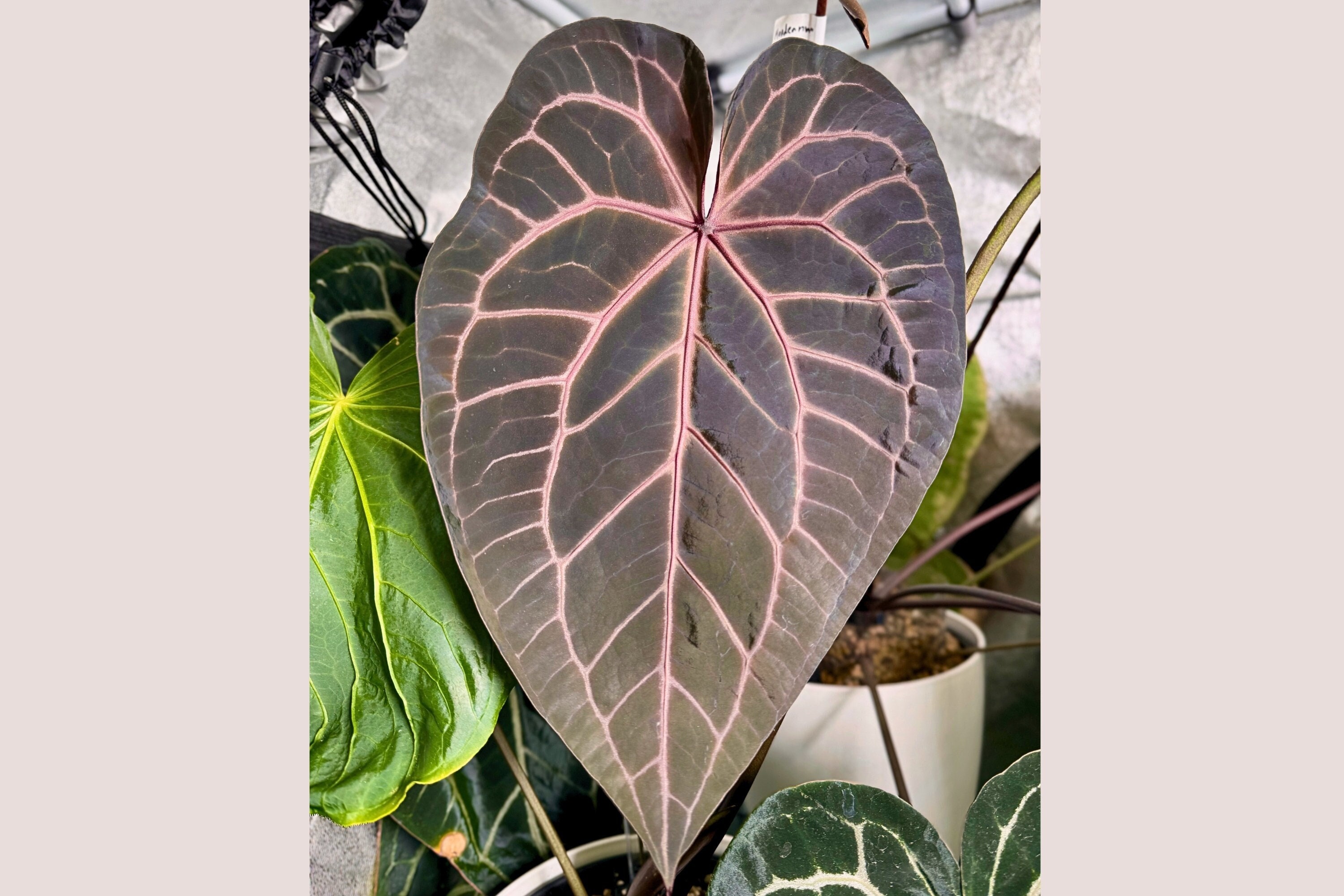 Selected Anthurium Ace of Spades X (zara X Michelle) Seedlings