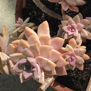 Graptopetalum Paraguayense Ghost Plant Succulent Cuttings Leaves Plants Cascading plant image 2