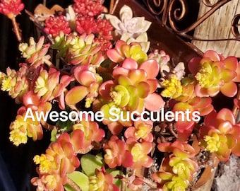 Sedum Confusum - Golden Japanese Sedum Ogon