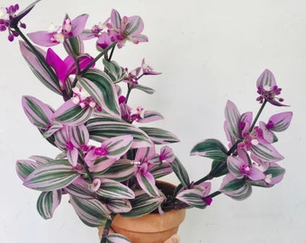 Tradescantia Nanouk Wandering Jew Cuttings or Plants