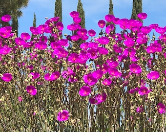 Purple Rock Purslane Succulent/Calandrina Grandiflora Cuttings/Plants! Attract butterflies and Bees! Drought tolerant!