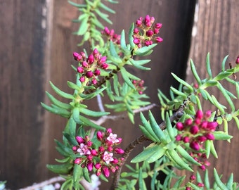 Bonzai Crassula -Ken Aslet Minature Bonsai Tree Cuttings/plants