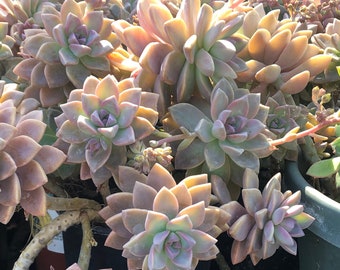 Graptopetalum Paraguayense - Ghost Plant Succulent Cuttings Leaves Plants - Cascading plant