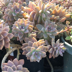 Graptopetalum Paraguayense - Ghost Plant Succulent Cuttings Leaves Plants - Cascading plant