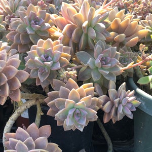 Graptopetalum Paraguayense Ghost Plant Succulent Cuttings Leaves Plants Cascading plant image 1