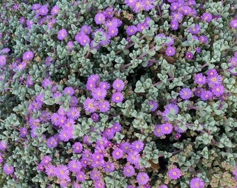 Sandstone Vygie Pink Oscularia Deltoides, Lampranthus blandus/Ice Plant Succulent/Pink Blossoms -Cuttings