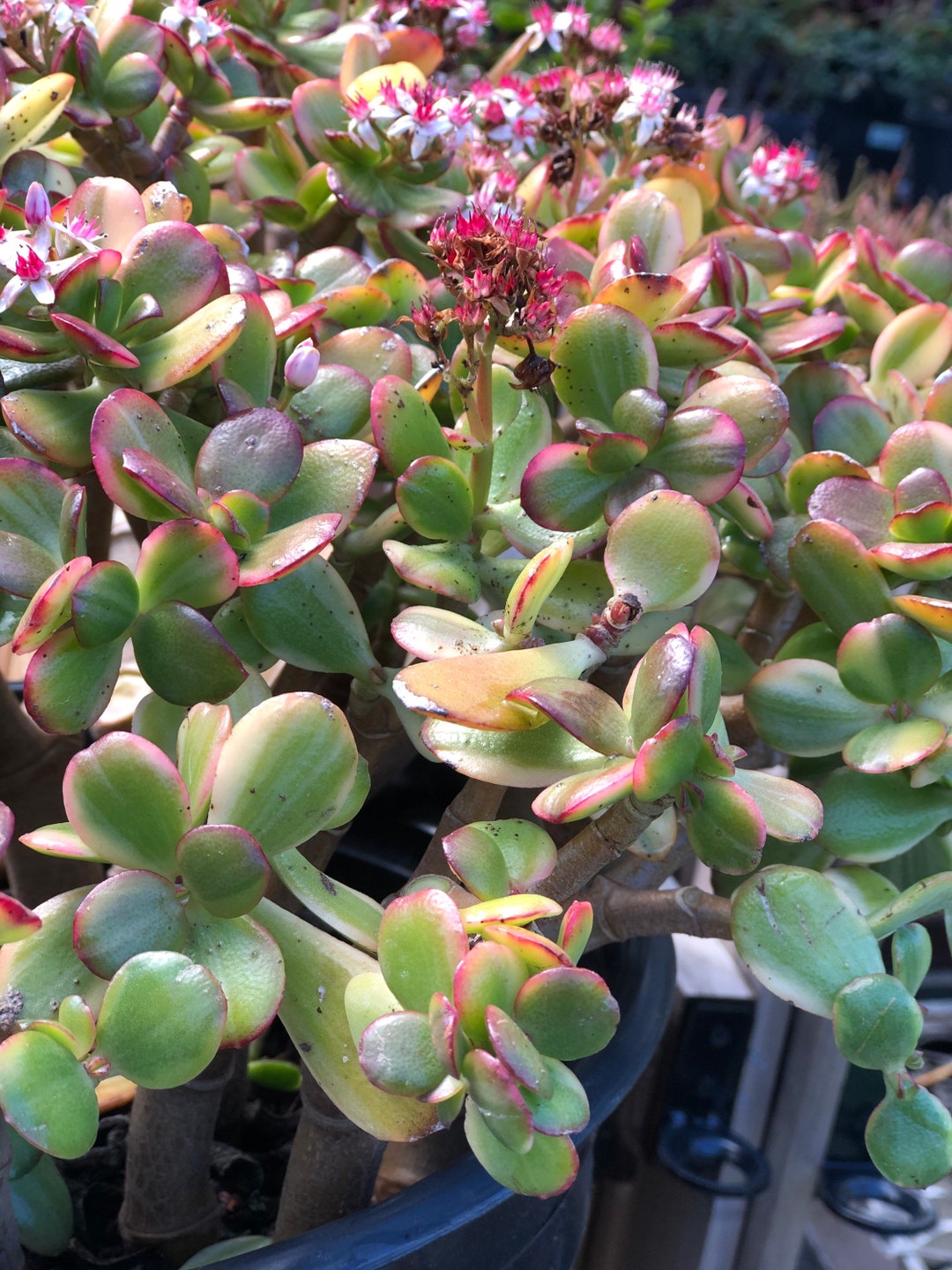 Lemon and Lime Jade Tree Succulent Cuttings or Plants for Bonzai or