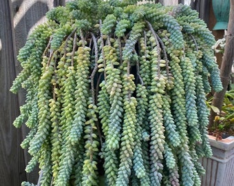 Sedum Morganianum Burrito - Baby Donkey Tail Succulent -  For Hanging basket - Great Gift