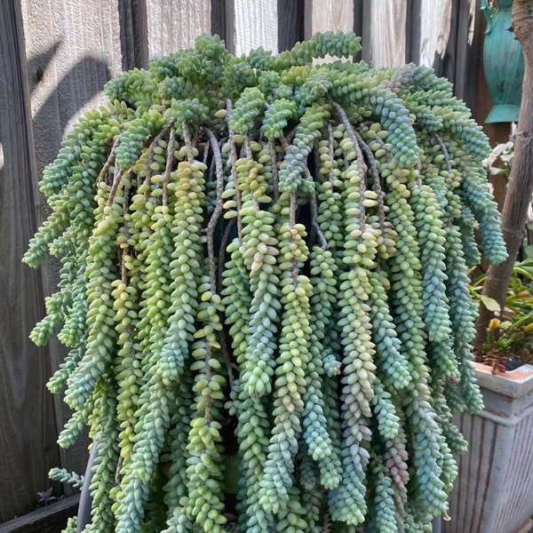 Sedum Morganianum Burrito - Baby Donkey Tail Succulent -  For Hanging basket - Great Gift