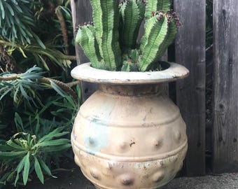 African milk barrel - Euphorbia horrida - Cactus Succulent