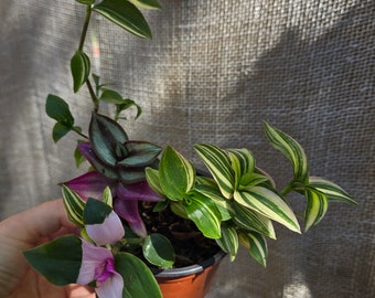 Tradescantia Combo Plants in 4" Pot