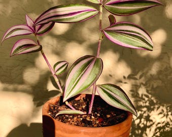 Variegated Tradescantia Zabrina: Quadri Color Wandering Jew Rare - Cuttings or plants - Priority shipping