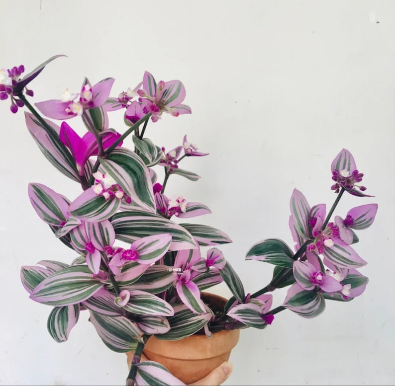 tradescantia, Nanouk, Pink, Purple leaves, Mother's day gift