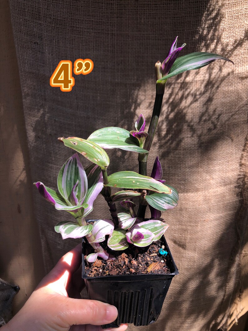 Tradescantia Nanouk Wandering Jew Cuttings or Plants image 5