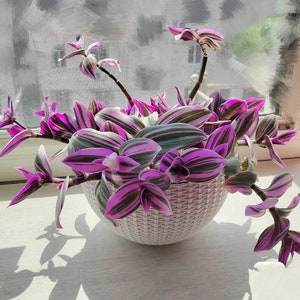 Tradescantia Nanouk Wandering Jew Cuttings or Plants image 1