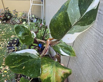 Philodendron White Princess Variegated -Large cutting -Priority Shipping