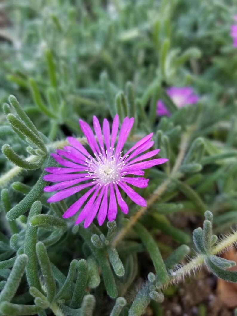 Large Mini Rosea Ice Plant w/Roots Lavender Purple Etsy