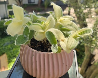 Variegated Tradescantia Sillamontana: Fuzzy Tricolor Plant Cuttings