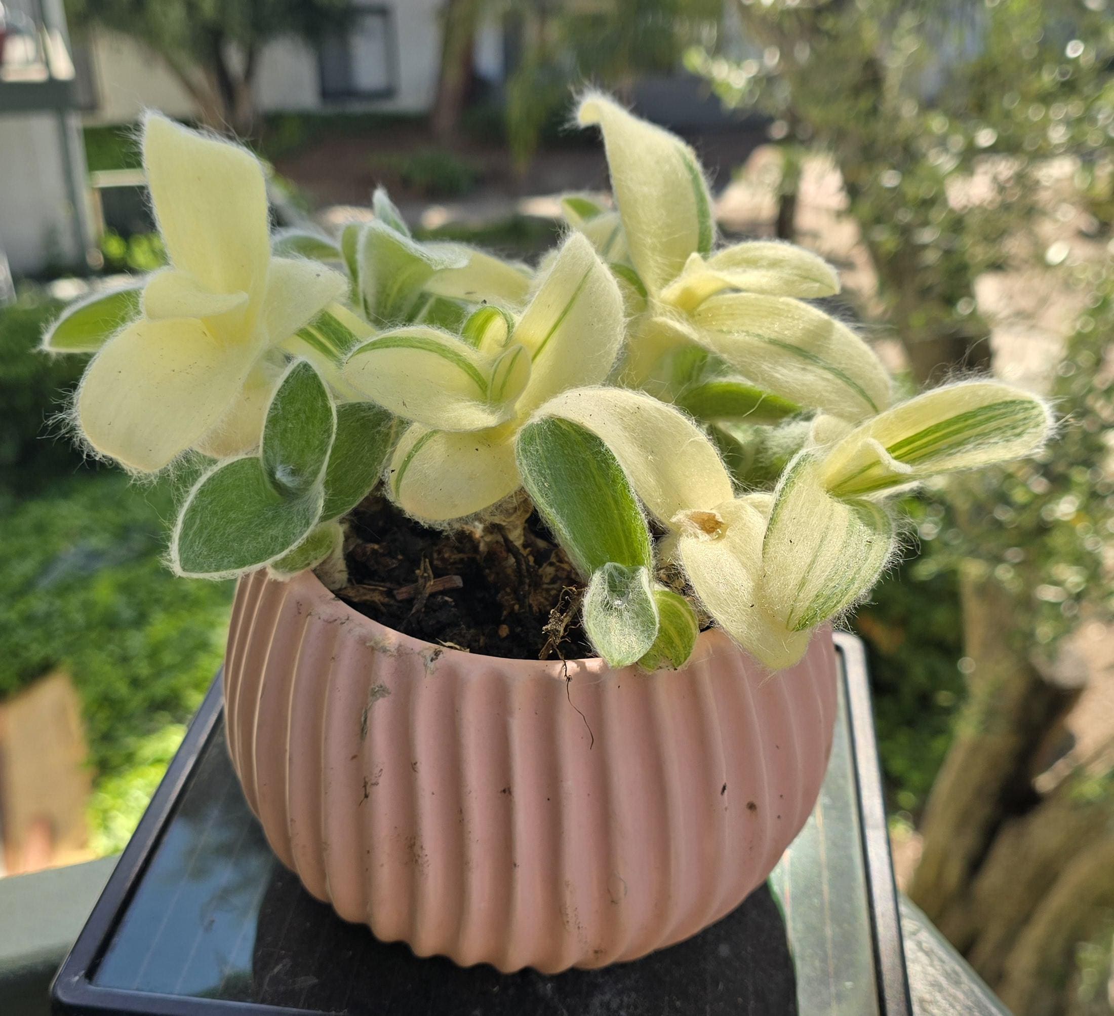 künstlicher blumenstrauß Künstlicher Blumenstrauß Lilly – Sisi Living main image 1