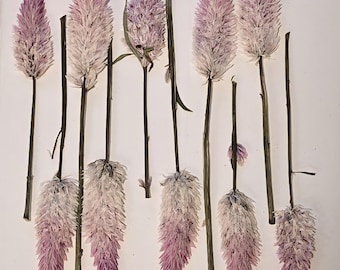 Dried flowers - Cockscomb Flamingo Feather For Crafts and DIY