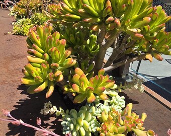 Hobbit Jade Plant Cuttings succulent, Crassula Ovuta For Bonzai Money Tree