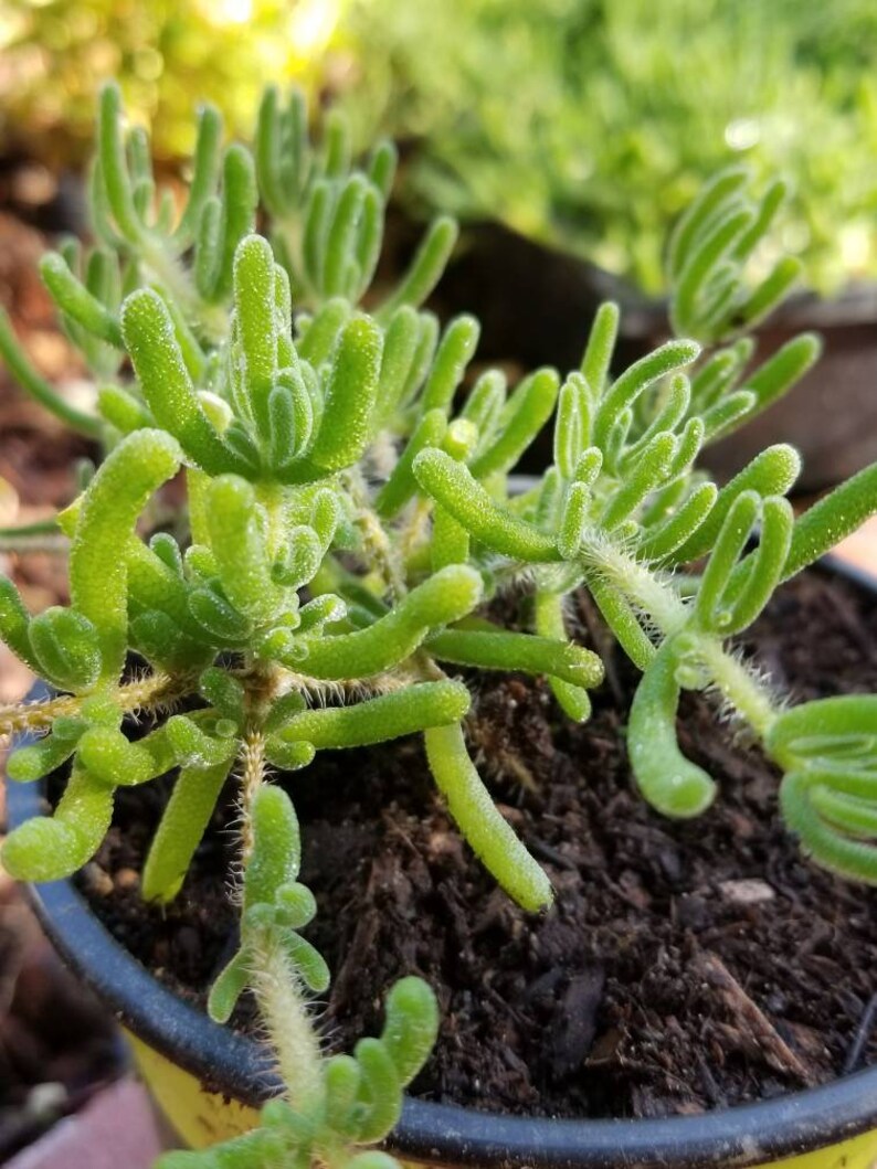 Large Mini Rosea Ice Plant w/Roots Lavender Purple Etsy