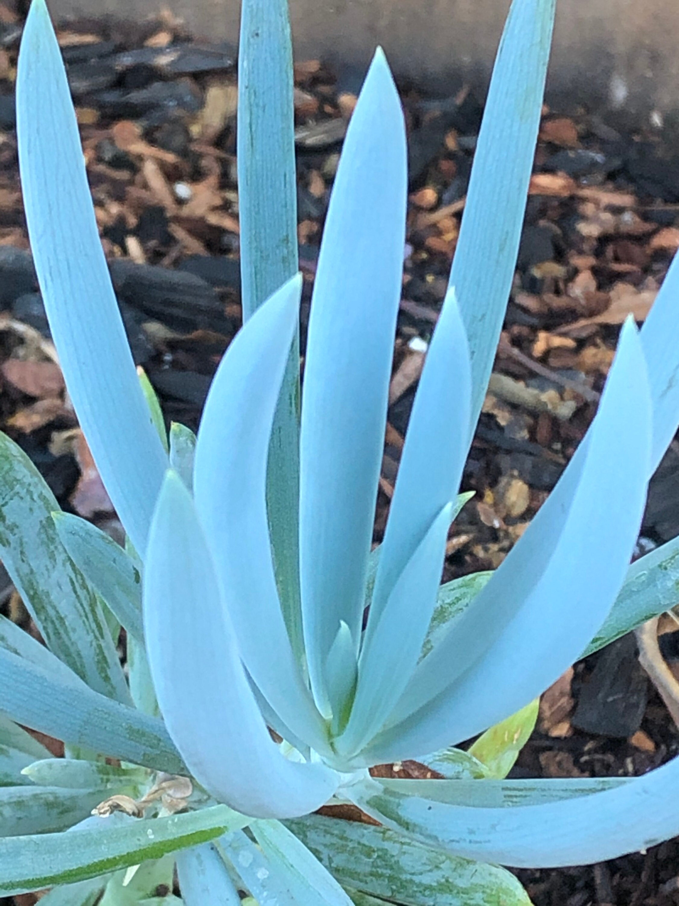 curio repens curio repens